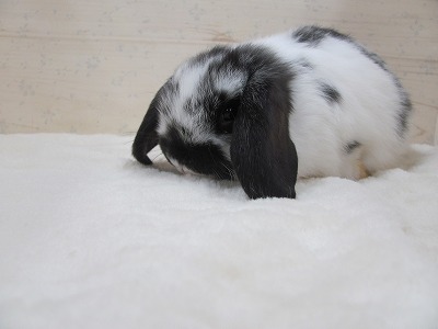 ファイル 983a.jpg