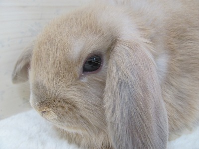 ファイル 985a-2.jpg