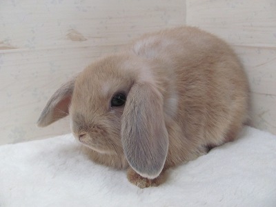 ファイル 985a.jpg