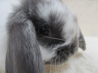 ファイル 997a-2.jpg