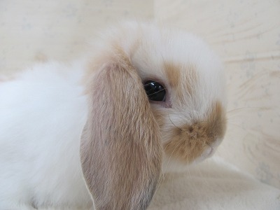 ファイル a26-2.jpg