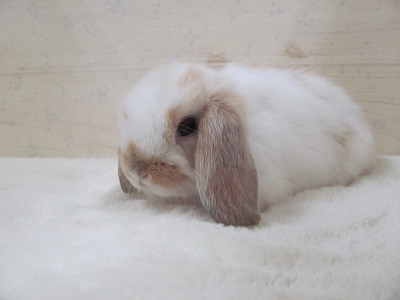 ファイル a26.jpg