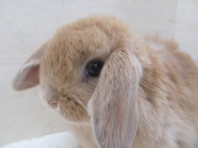 ファイル a41-2.jpg