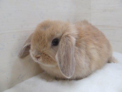 ファイル a41.jpg