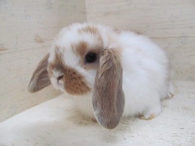 ファイル b24.jpg