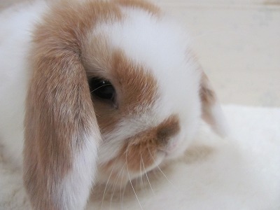 ファイル b26-2.jpg