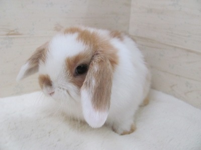 ファイル b26.jpg