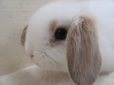 ファイル b31-2.jpg