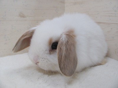 ファイル b31.jpg