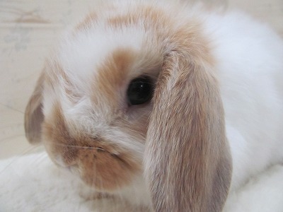 ファイル b32-2.jpg