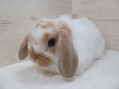 ファイル b32.jpg