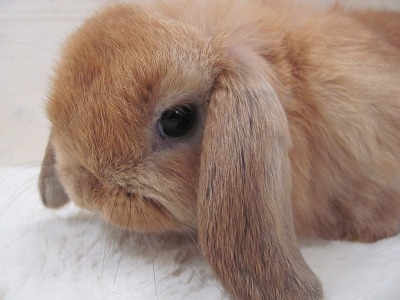 ファイル b43-2.jpg