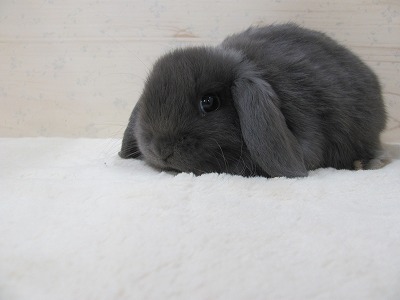 ファイル b75.jpg