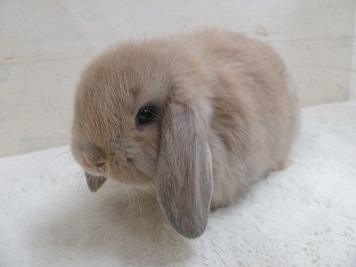 ファイル c22.jpg