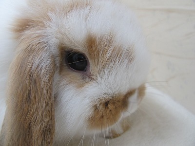 ファイル c40-2.jpg