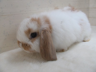 ファイル c40.jpg