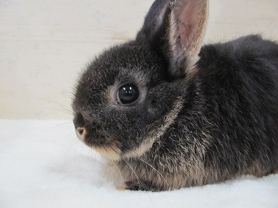 ファイル c7-2.jpg