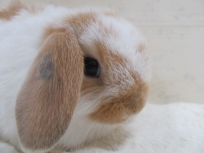 ファイル d1p-2.jpg