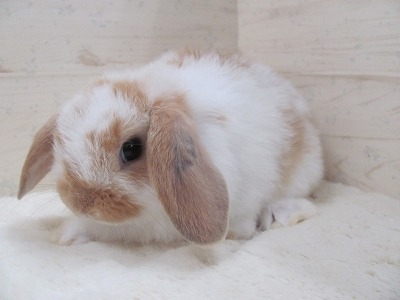 ファイル d1p.jpg