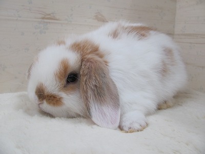 ファイル d20.jpg