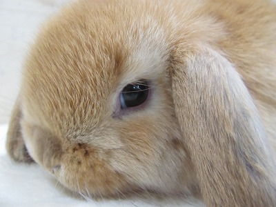 ファイル d3r-2.jpg