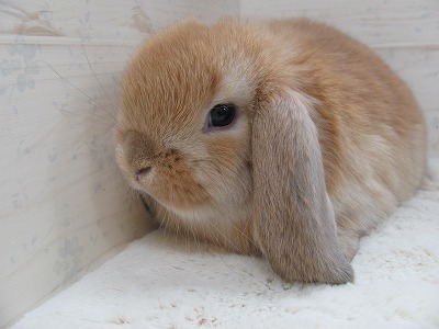 ファイル d3r.jpg