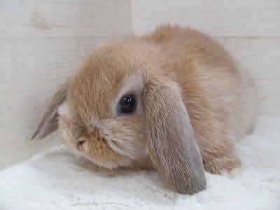 ファイル d43.jpg