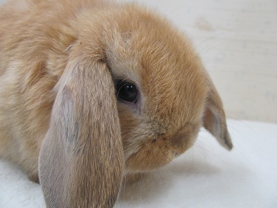 ファイル d4b-2.jpg