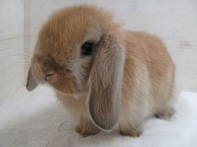 ファイル d4b.jpg