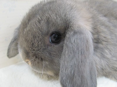 ファイル d4i-2.jpg