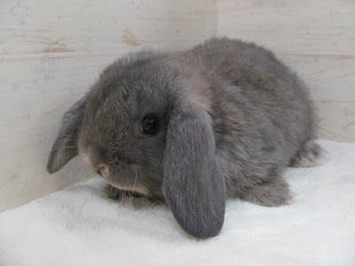 ファイル d4i.jpg