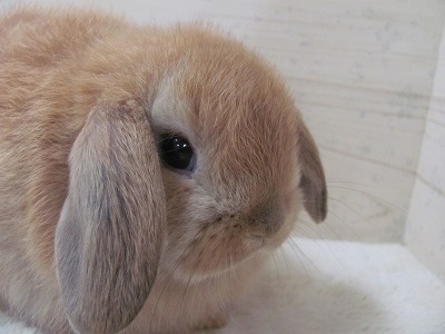 ファイル d5c-2.jpg