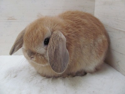 ファイル d5c.jpg