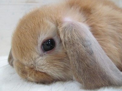 ファイル d5s-2.jpg