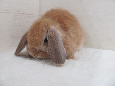 ファイル d5s.jpg