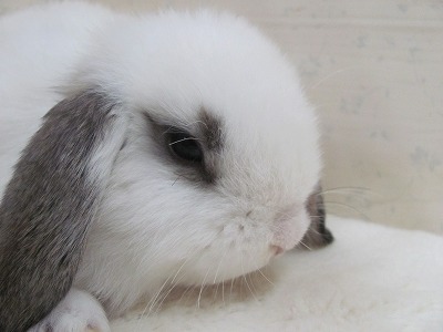 ファイル d5z-2.jpg