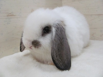 ファイル d5z.jpg