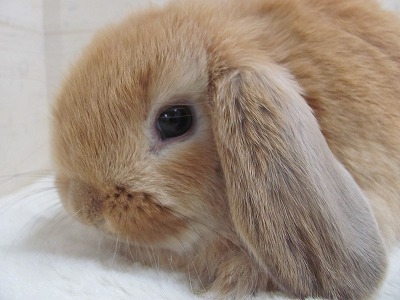 ファイル d7f-2.jpg