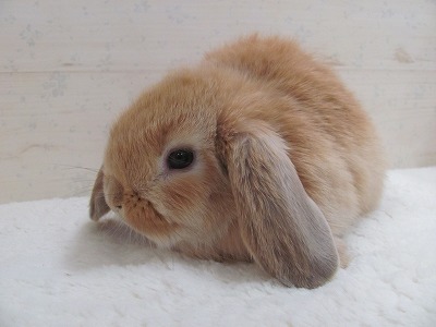 ファイル d7f.jpg