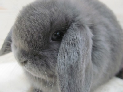 ファイル d81-2.jpg