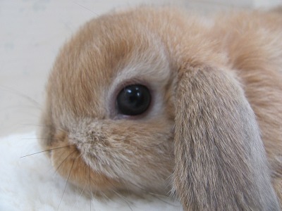 ファイル d83-2.jpg