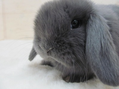 ファイル d8e-2.jpg