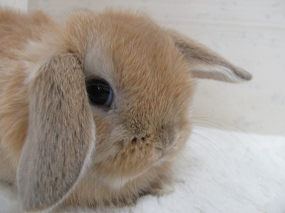 ファイル d8s-2.jpg