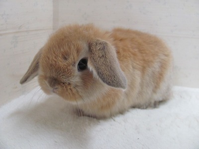 ファイル d8s.jpg