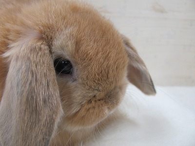 ファイル d8v-2.jpg