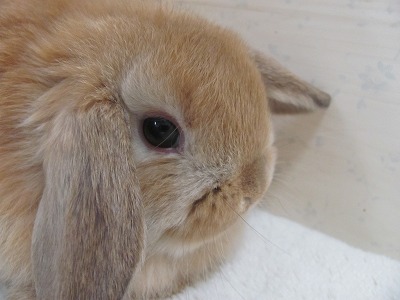 ファイル d9a-2.jpg