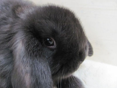 ファイル d9c-2.jpg