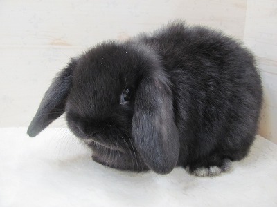 ファイル d9c.jpg