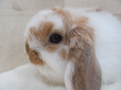 ファイル d9e-2.jpg