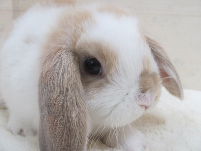 ファイル e1g-2.jpg